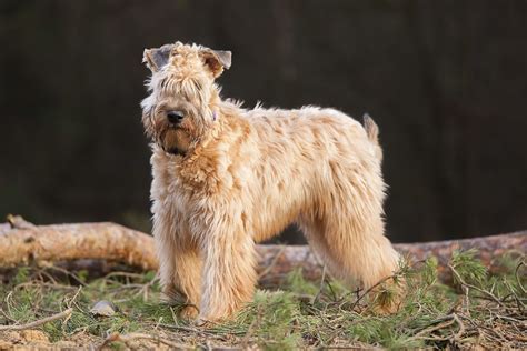 soft coated wheaten terrier reviews